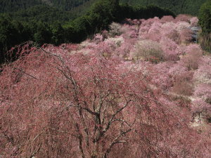 高見の郷-05