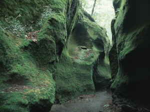 苔の洞門　Moss cave