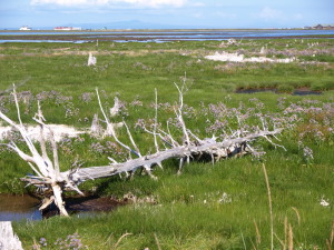 野付半島　Notsuke peninsule