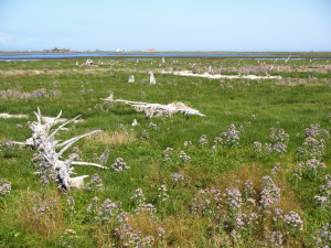 野付半島-04