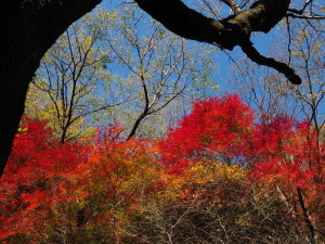 愛知県　Aichi Pref.