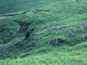 山口県　Yamaguchi Pref.