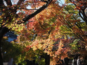 東福寺-11