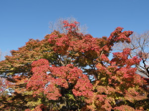 東福寺-02