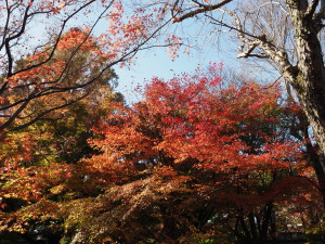 東福寺-04