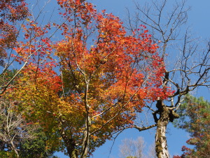 東福寺-05